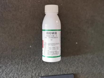 中国玉米苗后除草剂面积超过80%,烟嘧磺隆如何用更安全,更高效