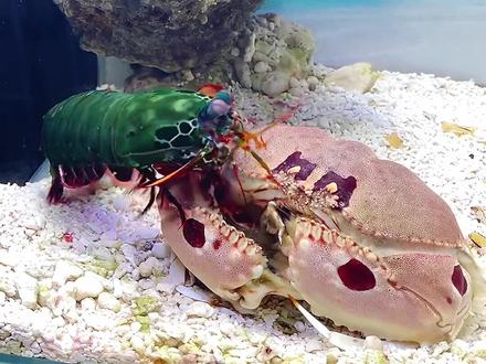 老弹灰暗的一天!哈哈#雀尾螳螂虾 #豚哥的海水家族 #馒头蟹 @豚哥