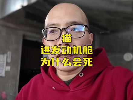 猫进发动机舱为什么会死 艾特转发给你有车的朋友 #流浪猫