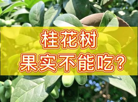 温馨提示:要注意不要乱吃哦 #桂花树#果实 @DOU+小助手