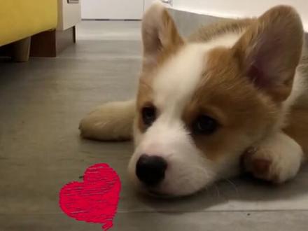 柯基短尾原来是因为这个!并不是所有柯基都是短尾巴哦!#科普 #萌宠 #狗 #柯基