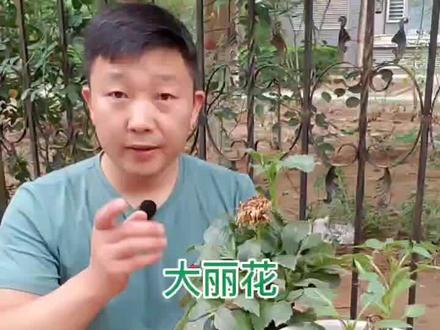 大丽花修剪养护及换盆后提高成活率方法#每一天都值得 #今天的小美好 #花卉绿植 #养花