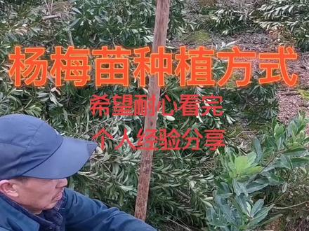 杨梅种植方法:第一选择季节,第二叶子全剪,第三才种不要乱施肥,第四不能种太深,第五不能积水,个人意见希望采纳
