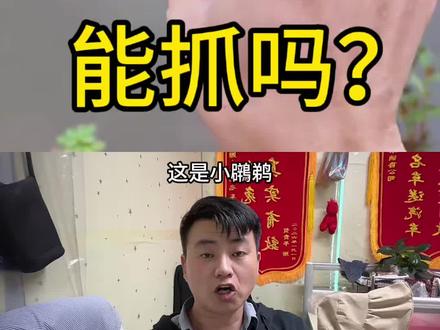 这样的野生动物不能抓哦#科普 #动物 #知识 #讨论 #日常