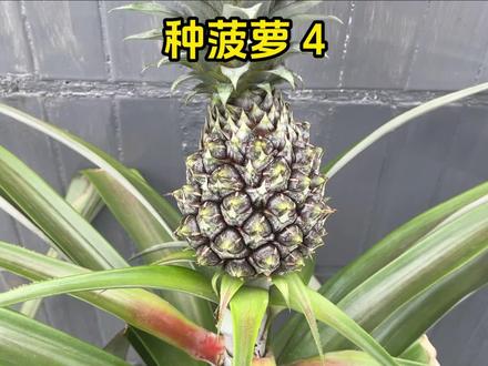 历时800多天,用菠萝头种菠萝终于结果了(后续)凭实力刷到后续#菠萝 #凤梨 #种菠萝 #盆栽 #便宜好吃的零食