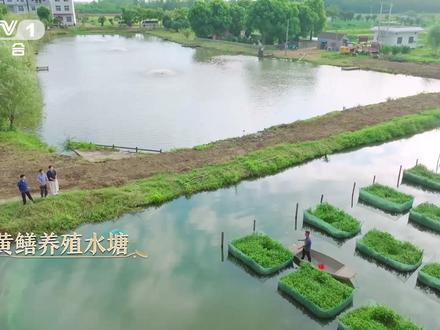 #这不是抹茶蛋糕这是黄鳝的家 【#中国乡村藏着巨型几何图案 】湖北仙桃先锋村的黄鳝,采用无土网箱养殖,网箱内种植着水花生。水花生的根很深,可以为鳝鱼打造能藏身的居住环境。7500亩的养殖面积,超16万个网箱整齐排列,俯视看去,几何图案好似巨型绿色棋盘!#山水间的家