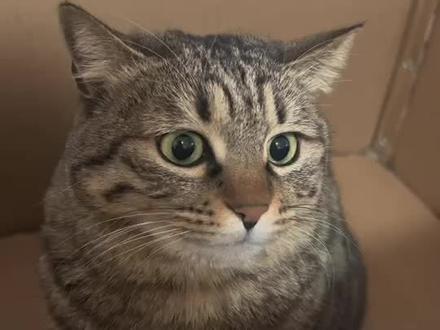 小猫,你真的很机车哎!
#狸花猫 #搞笑 #猫 #中华田园猫 #过年