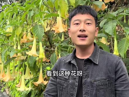 这种花千万别摸它#曼陀罗花