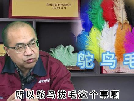 拔毛对鸵鸟是有一定影响的,如何合理的拔毛你知道吗#鸵鸟养殖 #鸵鸟饲料 #鸵鸟