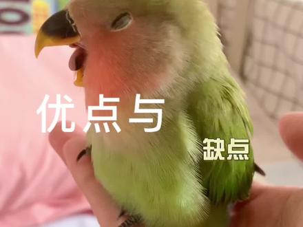 **牡丹鹦鹉优缺点大盘点!看完再养不踩坑~**#牡丹鹦鹉#鹦鹉#宠物#牡丹鹦鹉的优点和缺点#手养鹦鹉
**优点:**
1. **颜值爆表!** 颜色超梦幻:紫罗兰、蓝银、金闪、紫熏、紫伊莎、松石伊莎... 总有一款戳中你!🌈
2. **羽粉少!** 相对干净好打理,对呼吸道友好。🧹
3. **聪明小机灵!** 能学会投篮、投硬币、转圈圈等技能,互动超有趣!🤹♀️
4. **占地小!** 笼子不用太大,小户型也能养。🏠
5. **价格亲民!** 入手门槛不高,适合新手。💰
**缺点:**
1. **“社交达人”爱唠嗑!** 一只叫,另一只必应和,声音穿透力强... 你懂的!🗣️→🗣️
2. **战斗力强!** 别看小,打架/护食可不含糊(尤其同类)。🥊
3. **需要陪伴!** 冷落它?小心被记仇... 咬你没商量!😤
4. **“嘴欠”爱咬人!** 探索世界主要靠嘴,手指、数据线... 都是它的“磨牙棒”!🦷
5. **散养需谨慎!** 家里的花花草草?分分钟给你啃秃噜皮!🌿➡️🪴
总结:、互动强、好养活,但嗓门大、需要陪、破坏王!适合有耐心、能接受“热闹”的铲屎官!