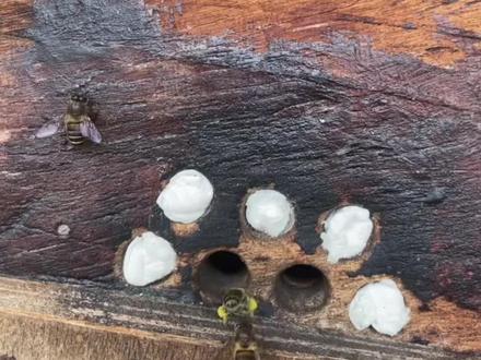 诱蜂技术教学分享#户外找蜂 #诱蜂 #诱蜂蜡 #农村养蜂人