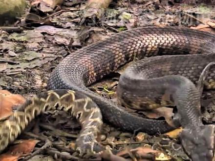 大名鼎鼎的响尾蛇被腹水蛇吞食 #上热门 #蛇 #蛇类科普 #毒蛇 #响尾蛇