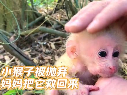 被遗弃的小猴子被妈妈救回来,从此命运的齿轮开始转动#小猴子 #神奇动物在抖音 #萌宠出道计划 #萌宠 #猴子成精