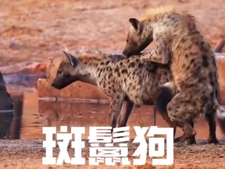 有痔不在年高,治疗鬣狗来掏#搞笑
