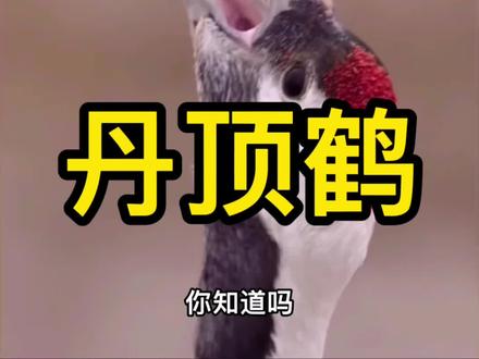 你知道吗?丹顶鹤头部红色不是羽毛