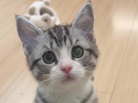 谁家小猫这么爱出门啊 #宠物定位器 #68宠物#猫猫走丢#养猫#猫咪社会化