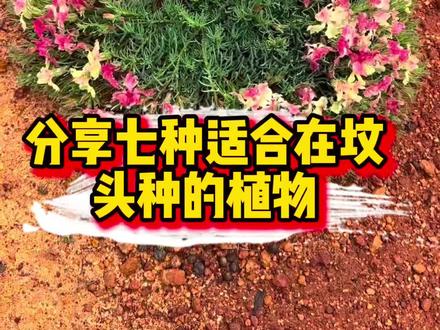 有没有大家喜欢的?#植物科普 #坟头 #科普 #每日分享 #坟头草