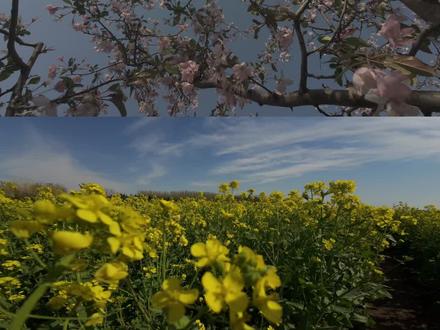 你们要的教程来啦#大疆action4 #后期调色教程