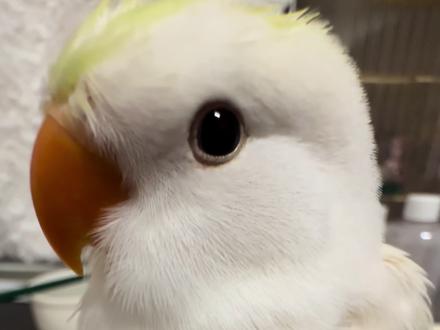 给小鸡美容一下 大家觉得翻车了没有?
#牡丹鹦鹉 #萌宠创作者计划 #萌宠 #鹦鹉鹦鹉萌萌哒逗鹦鹉 #手养鸟