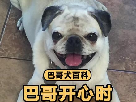 巴哥开心时的5个表现,你都见过吗?#巴哥犬 #巴哥犬知识 #抖in萌宠计划 #萌宠日常记录