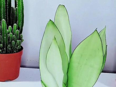 #白玉虎皮兰 无土水培家里任何位置都可以摆放#花卉绿植 #抖音小助手