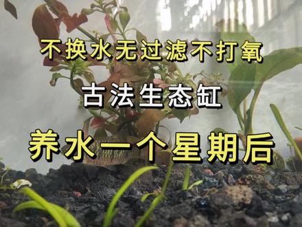 古法生态缸养鱼,开缸养水一星期后会有什么变化? #生态缸养鱼 #古法生态缸 #生态缸养水 #养鱼先养水