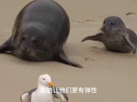 海豹为什么喜欢拍打肚子 #海豹 #动物 #科普 #肚子