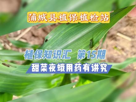 甜菜夜蛾的识别与防治#玉米害虫#植保#农药