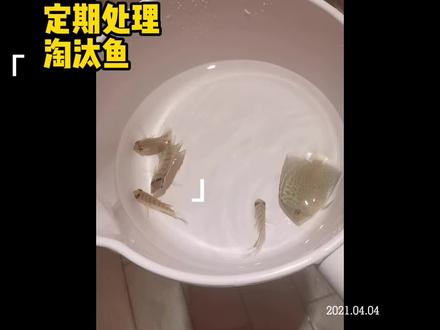 定期淘汰不合格七彩#七彩神仙鱼繁殖