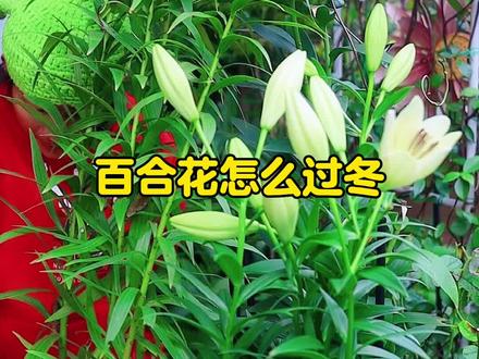 #百合花 怎么安全过冬,这样养零下20度冻不死#百合种植 #养花小知识 #抖音好物年货节 #立夏园艺
