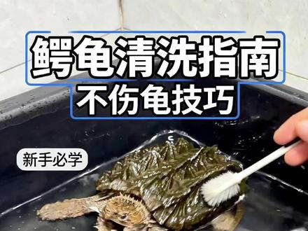 大鳄龟正确刷背教程,新手一看就会 家养大鳄龟背甲容易堆积污垢,不少玩家怕伤角质层一直不敢清理!
正确轻柔刷背手法来了,顺纹轻刷安全不伤甲,快速清理青苔水垢,前后反差超大,轻松还原大鳄原本硬朗霸气的外观,养龟人收藏备用!#大鳄龟 #大鳄龟刷背 #鳄龟 #养龟日常
