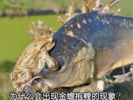 为什么会出现金蟾抱鲤的现象?#涨知识 #科普 #dou出新知