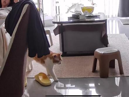 起床伸个懒腰给自己累趴下了…#萌宠出道计划 #萌宠 #猫咪 #橘猫 #懒猫