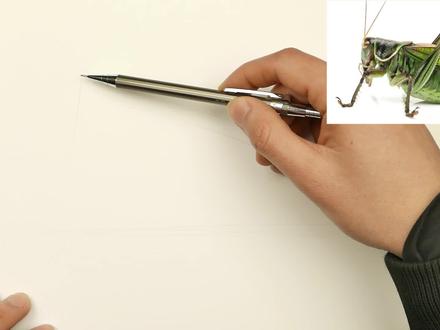 钢笔速写:蚱蜢 #速写 #钢笔画 #画画日常 #绘画教程