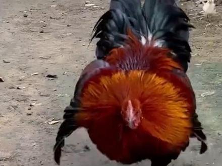 阉鸡带小鸡第31天
如何辨别阉鸡母性好不好