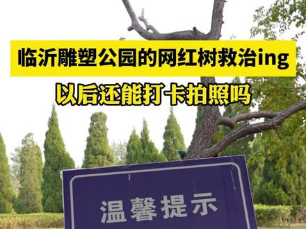 临沂雕塑公园的网红树救治ing,以后还能打卡拍照吗#临沂