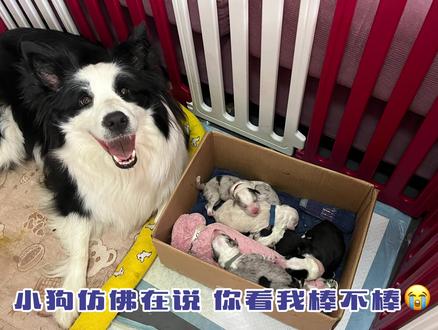 #小狗生产 #边牧生产全过程 小狗的生产日记来啦,孕59天生下6只小猪崽,妈妈都是最伟大的存在😭
#边境牧羊犬 #狗狗找新家 #长沙狗狗 #长沙边牧