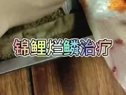 锦鲤烂鳞治疗!#祝大家年年有鱼