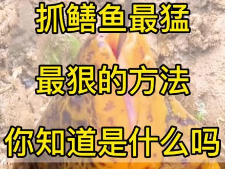 #鳝鱼 #抓黄鳝 #抓黄鳝户外 #抓鳝鱼技巧 #黄鳝