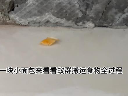 来看看蚂蚁搬运食物全过程 #蚂蚁搬家 #励志 #团队力量