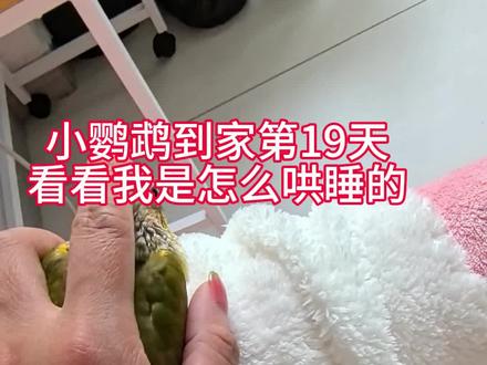 第19天,看看我是怎么哄它躺睡的#小太阳鹦鹉怎么养 #手养鹦鹉 #鹦鹉训练 #创作者中心 #创作灵感