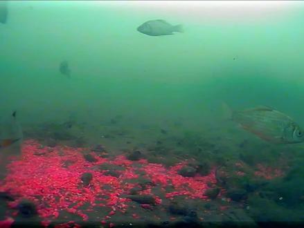 钓鱼打窝后迟迟没口什么原因?观看水下拍摄后,这下就明白了