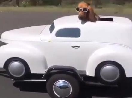 宠物狗专用车#土豪#狗狗#车