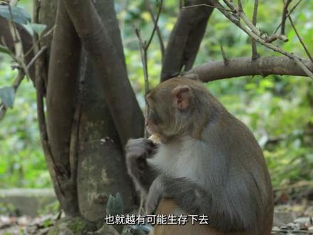 膏药猴【异视界】 #都市传说 #猴子 #膏药猴