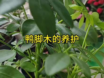 鸭掌木长的很快#抖音宝藏生活家 #我的家里不能没有植物 #绿植 #鸭脚木