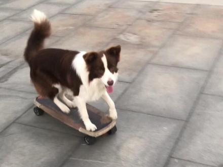 大笨猫:不是你真会啊?#胡萝卜纸巾 #游戏 #边牧 #智商 #宠物