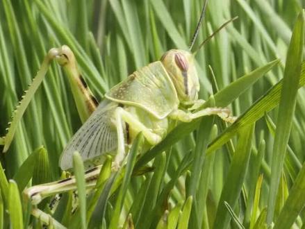 平时“安静乖巧”的蚱蜢是如何变成让人畏惧的亿万蝗虫,小小蚱蜢竟有如此威力 #蝗灾 #动物 #科普 #蚱蜢