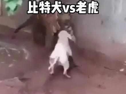 比特犬挑衅老虎、结局丢了自己的小命#神奇动物在抖音 #动物世界 #老虎 #比特犬