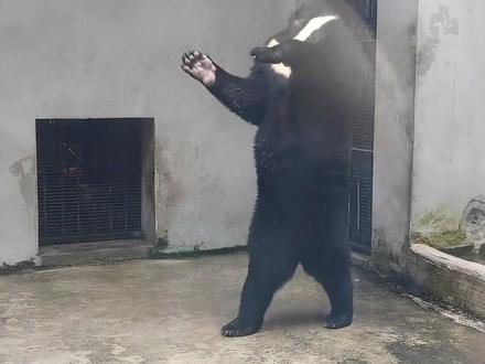 10种熊战力如何你朋友打得过吗 #熊