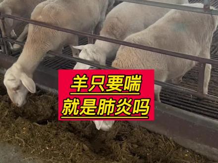 #养羊 #养羊技术 #农村养羊人 #牛羊养殖 羊喘就一定是肺炎吗
